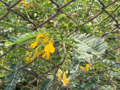 Sesbania javanica (Sesbania javanica)