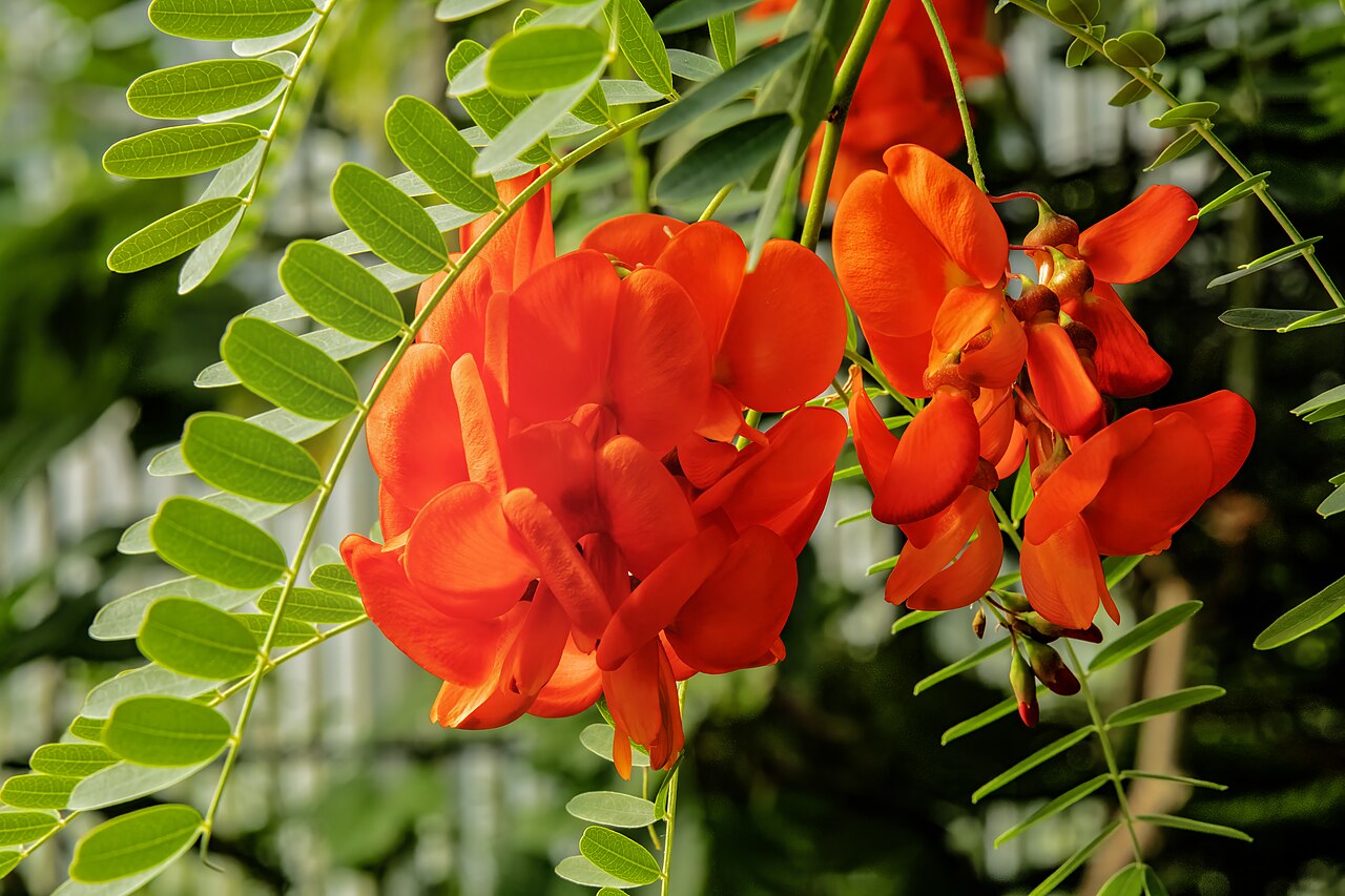 Rattlebox: Sesbania punicea