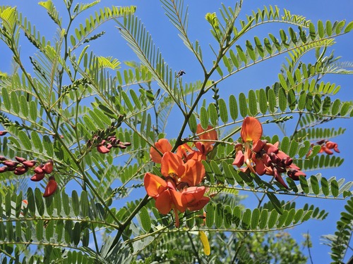 Rattlebox (Sesbania punicea)