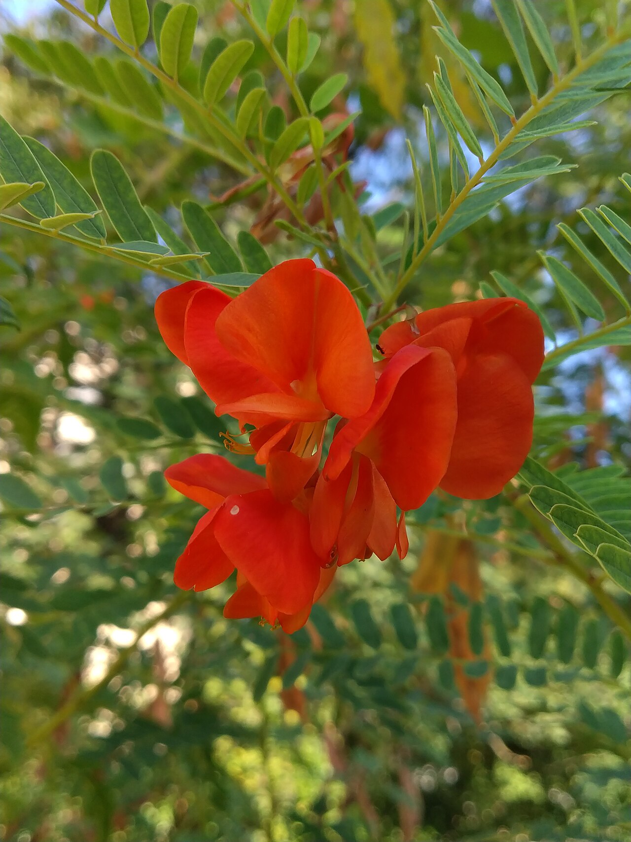Rattlebox: Flower of Sesbania punicea