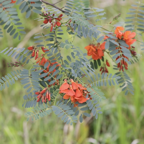 Rattlebox (Sesbania punicea)