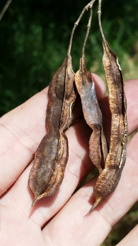 Rattlebox (Sesbania punicea)