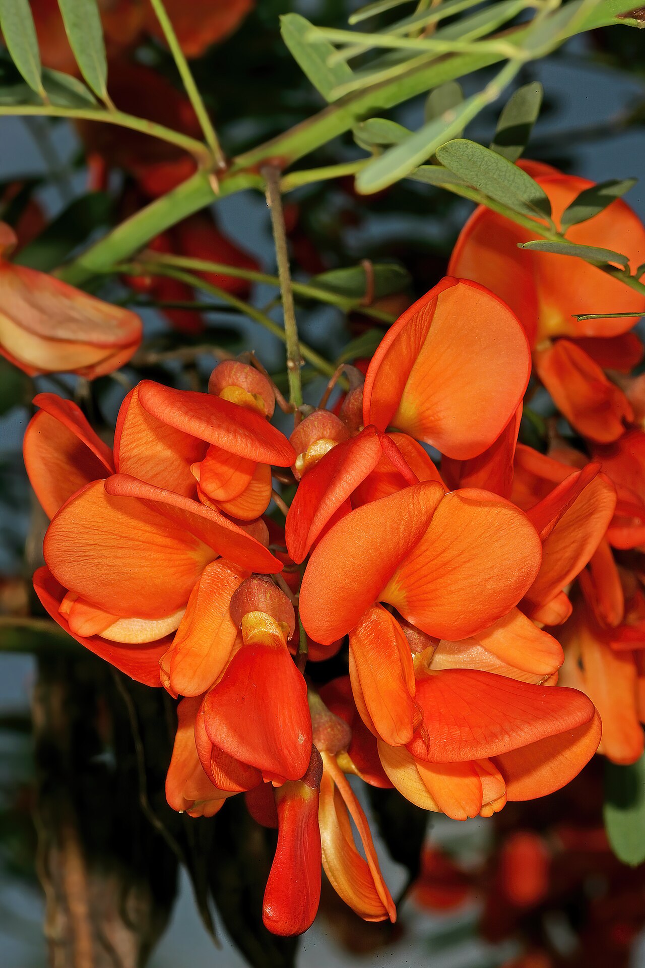Rattlebox: Sesbania punicea , flowers; alien invader in grassland, vicinity of Rayton, Gauteng, South Africa