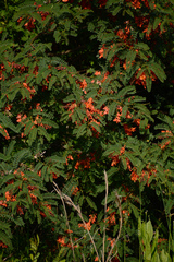 Rattlebox (Sesbania punicea)