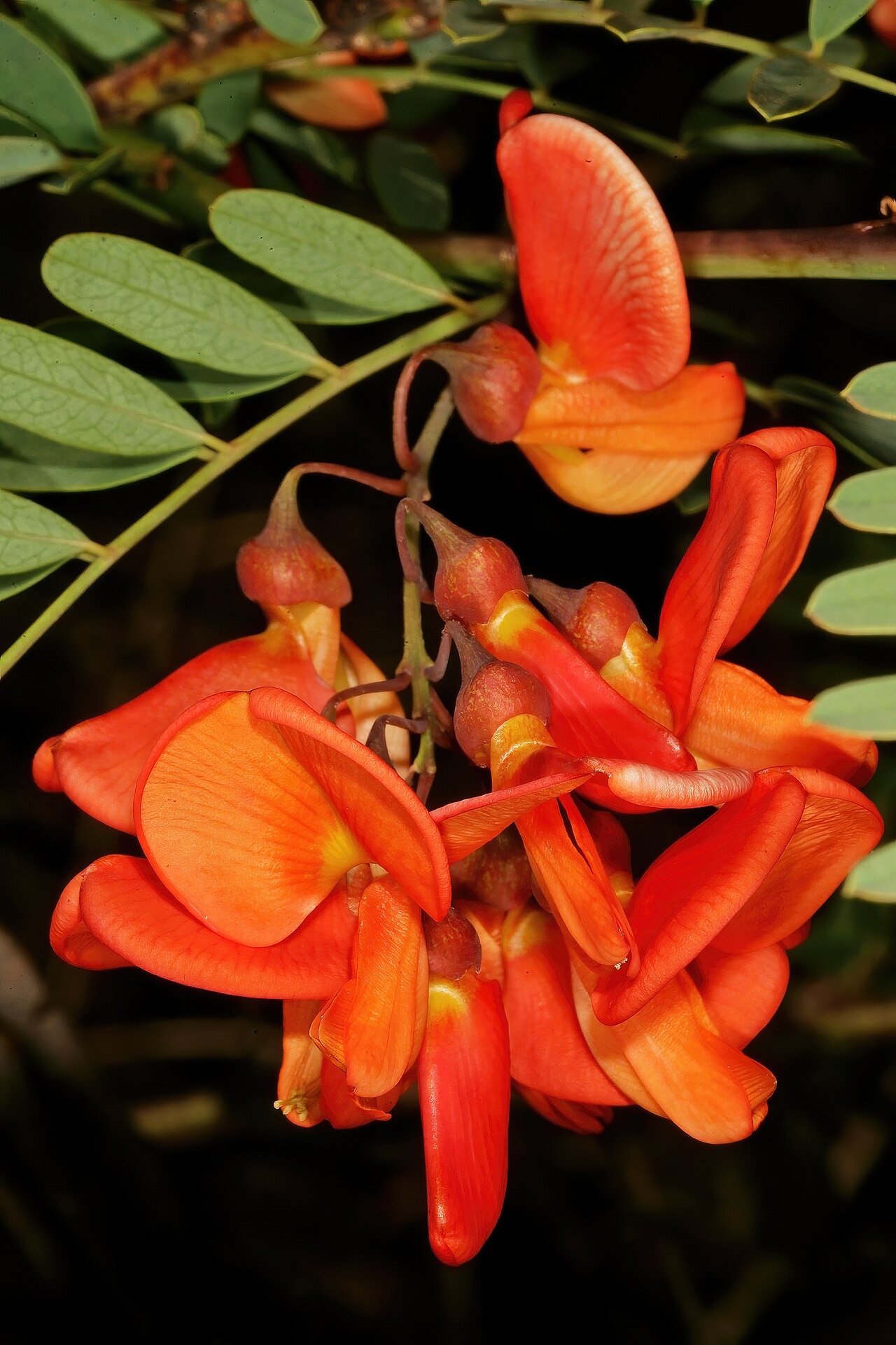 Rattlebox: Sesbania punicea , flowers; alien invader in grassland, vicinity of Rayton, Gauteng, South Africa