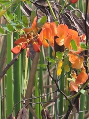 Rattlebox (Sesbania punicea)