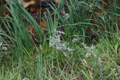 Rattlebox (Sesbania punicea)