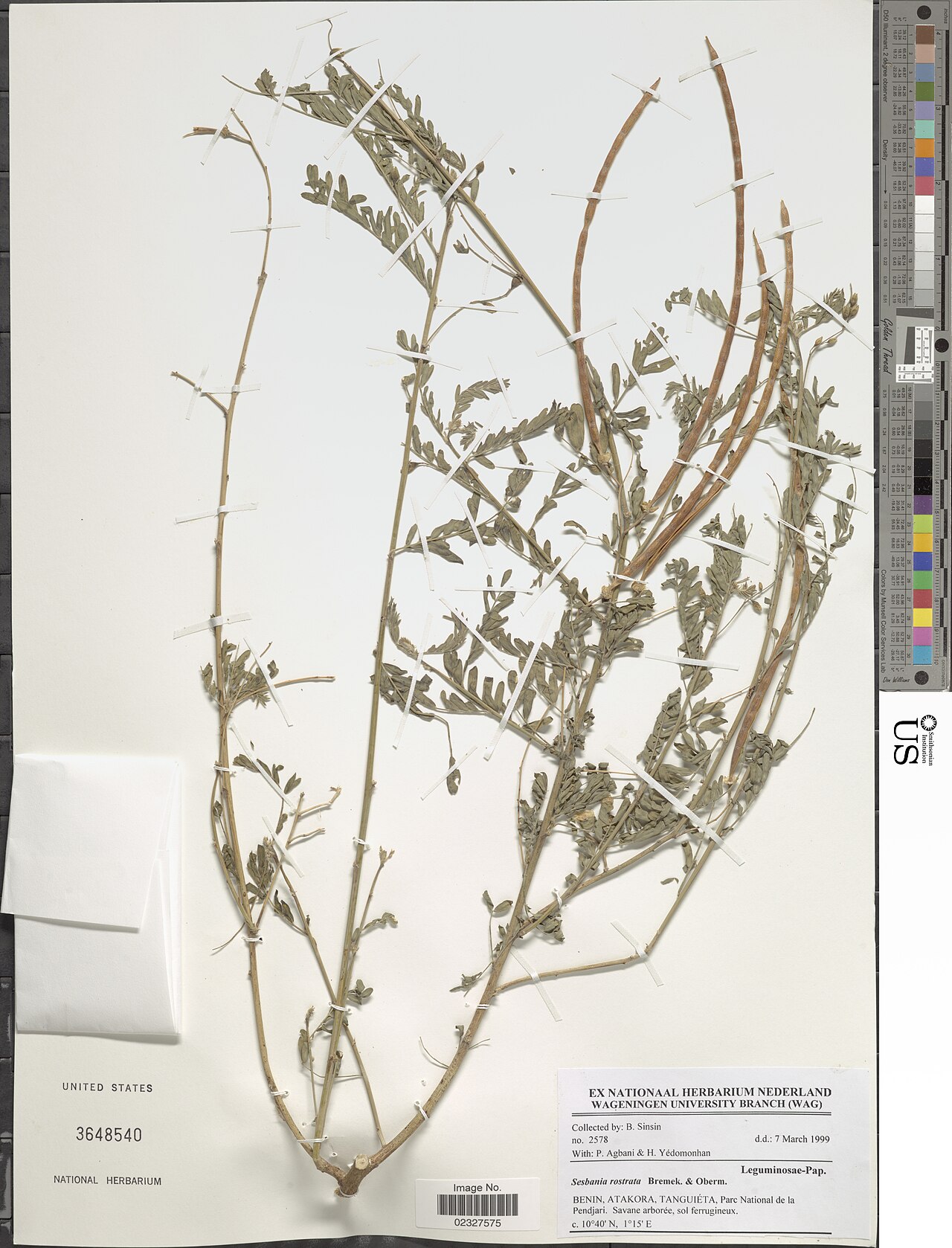 Sesbania rostrata: * Sesbania rostrata Bremek. & Oberm. Object Details Biogeographical Region 22 - West Tropical Africa Collector B. Sinsin P. Agbani H. Yedomonhan Record Last Mod