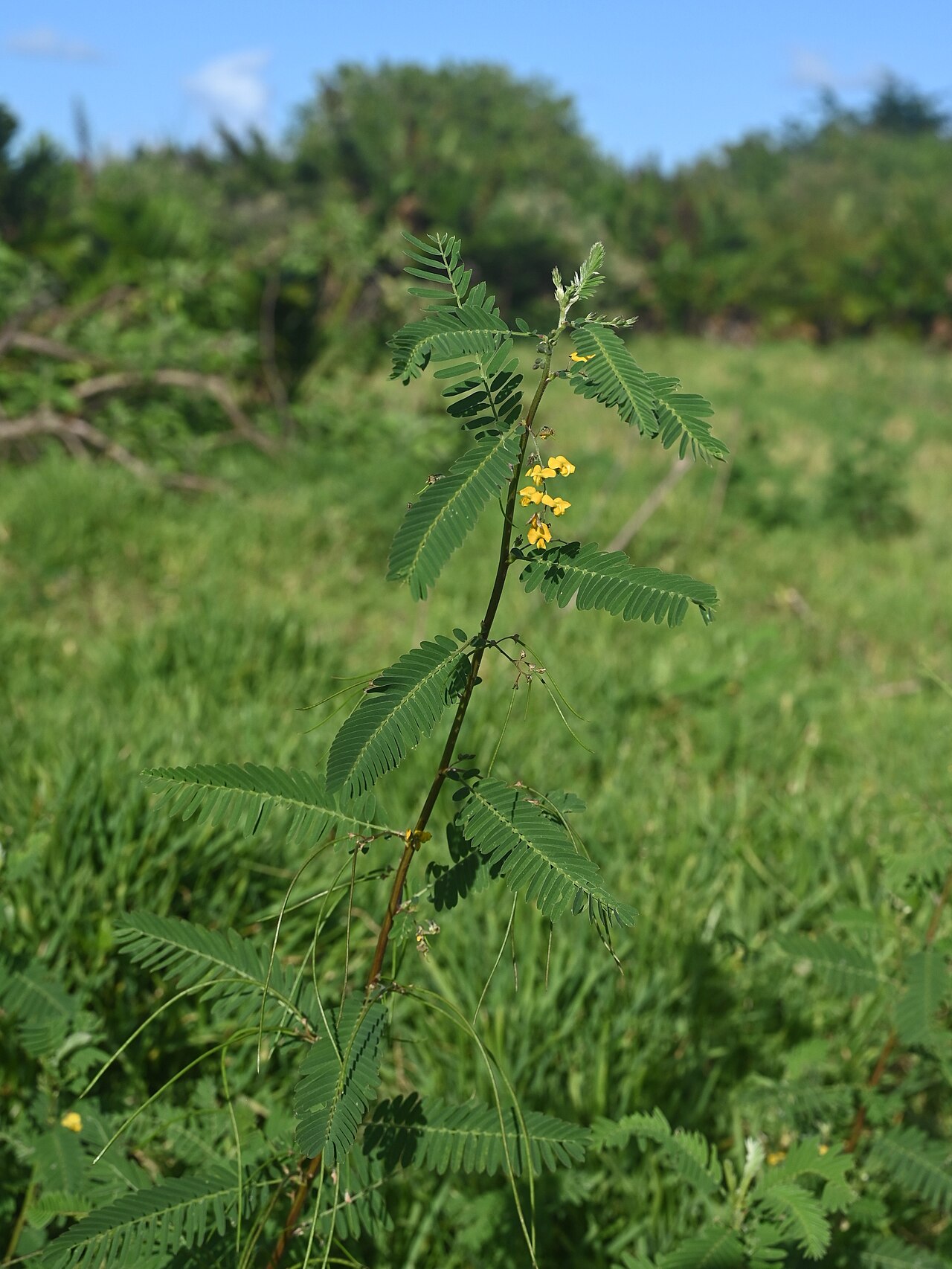 Papagayo: Sesbania sericea N from Saint-Louis, N Grande-Terre on Guadeloupe