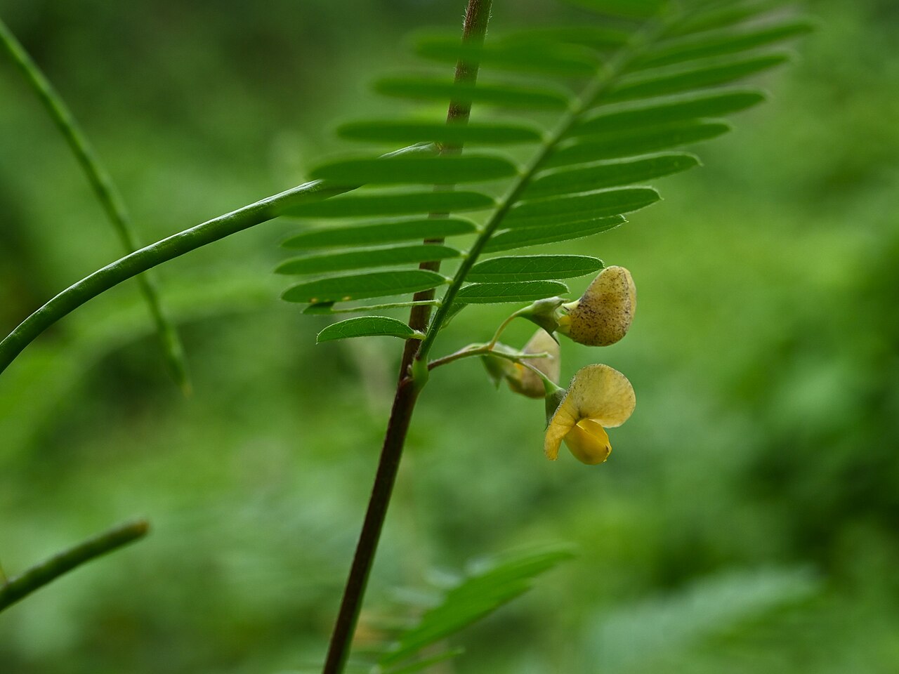 Papagayo: Sesbania sericea S from Plage de Cluny on Guadeloupe