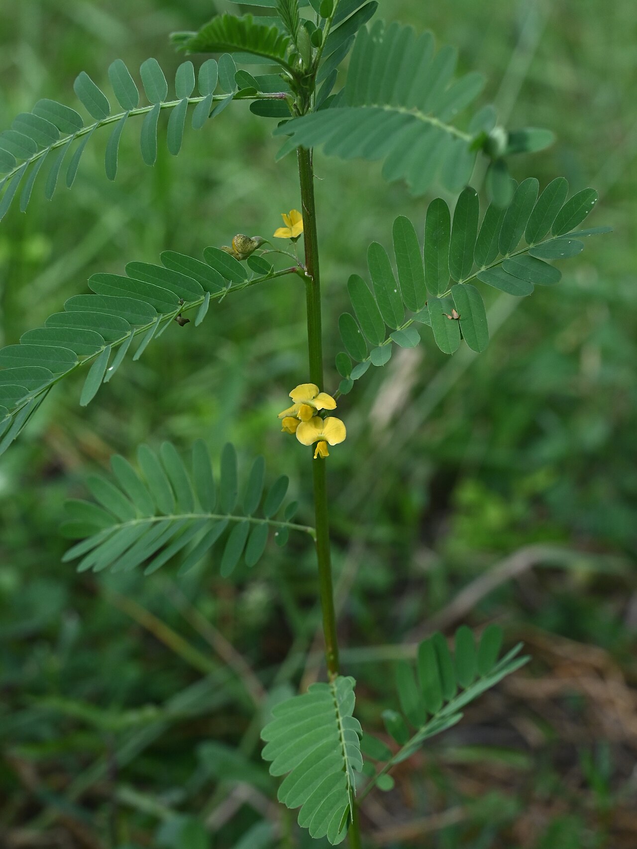 Papagayo: Sesbania sericea N from Saint-Louis, N Grande-Terre on Guadeloupe