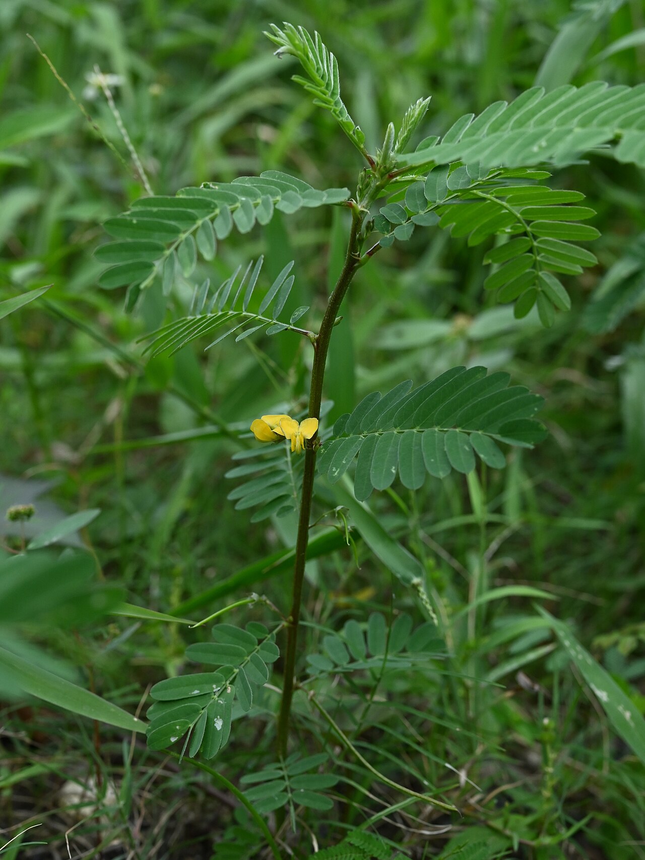 Papagayo: Sesbania sericea N from Saint-Louis, N Grande-Terre on Guadeloupe
