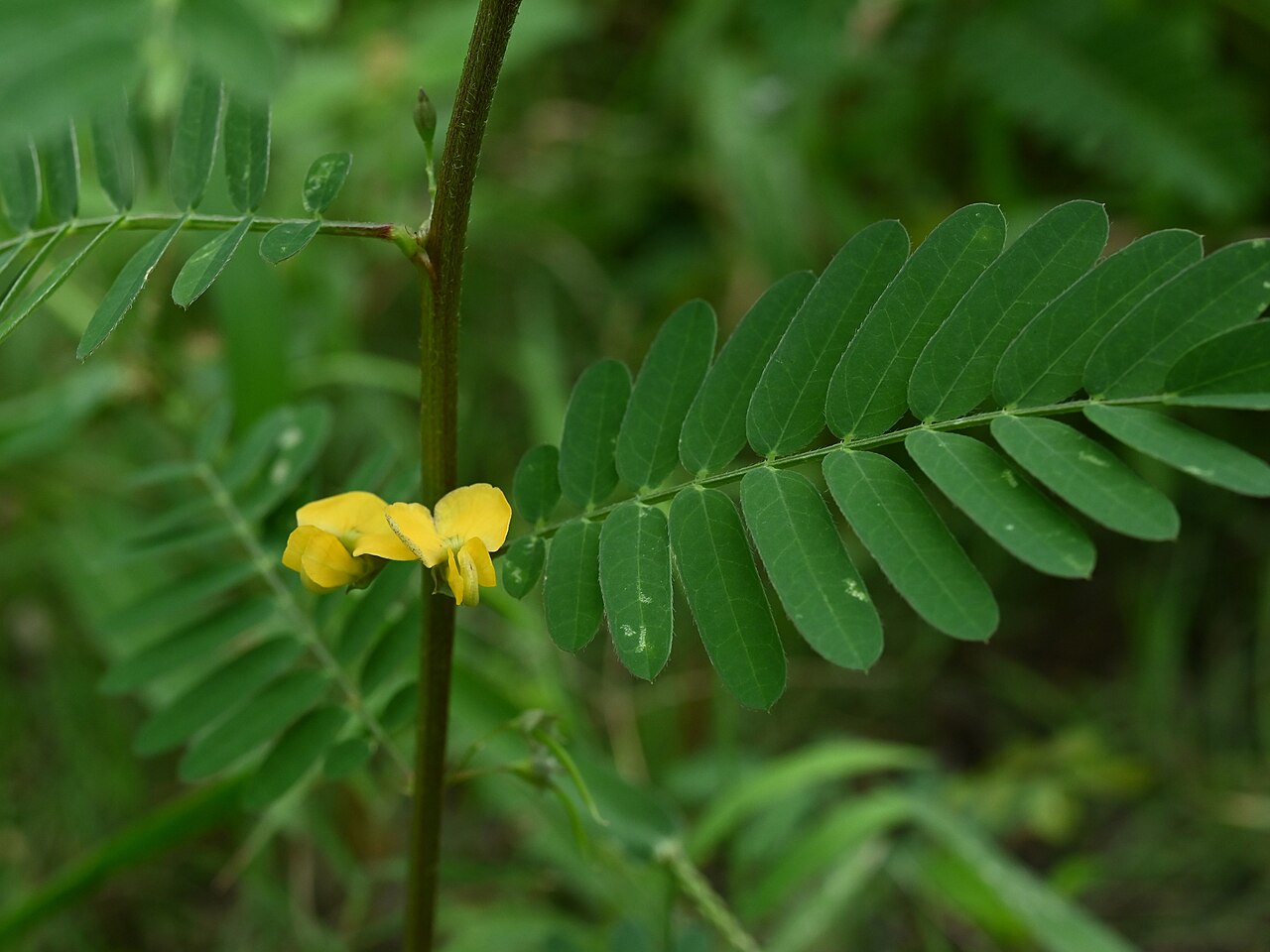 Papagayo: Sesbania sericea on Plage de Grande Anse on Guadeloupe