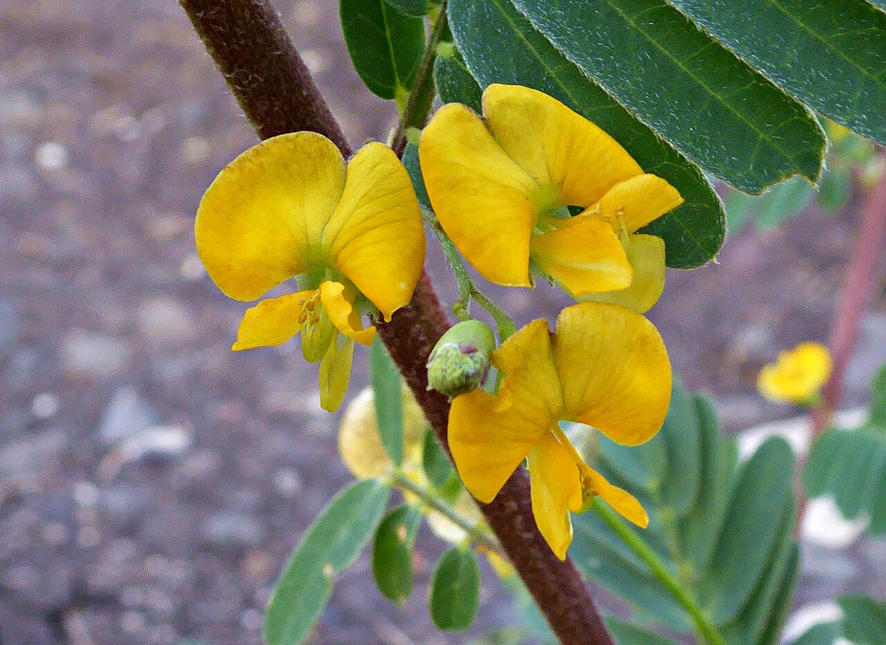 Papagayo: Sesbania sericea (Detalle de las flores). Tomada en Santo Tomé y Príncipe, ejemplar que crecía silvestre en las cercanías de una playa.