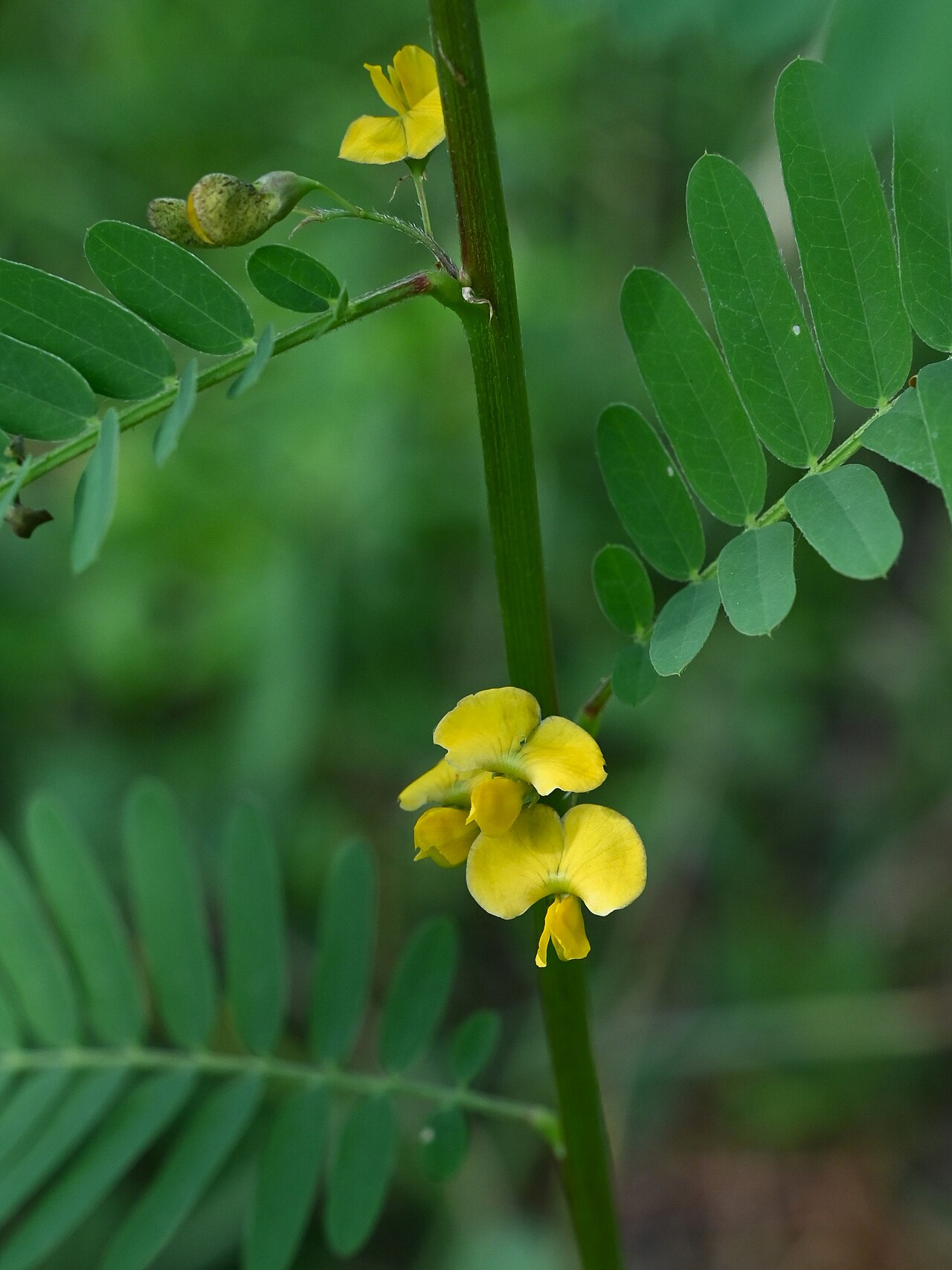 Papagayo: Sesbania sericea N from Saint-Louis, N Grande-Terre on Guadeloupe