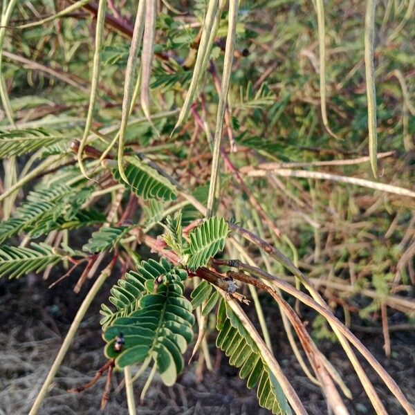Egyptian riverhemp (Sesbania sesban)