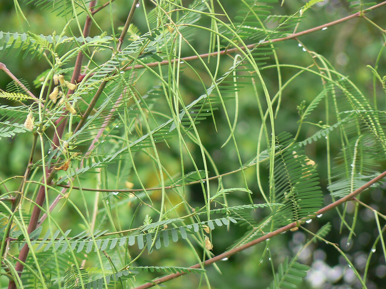 Egyptian riverhemp: Sesbania sesban.
