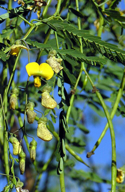 Egyptian riverhemp: Pantropical from an African and Asian origin. Also known as River Bean and as Sesban, and here in Tanzania as Sekelbos. Planted widely as a forage crop.