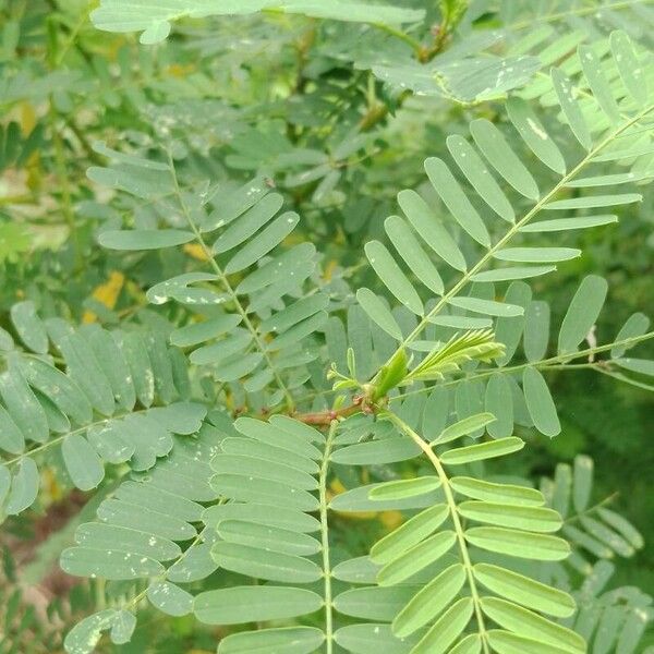 Egyptian riverhemp (Sesbania sesban)