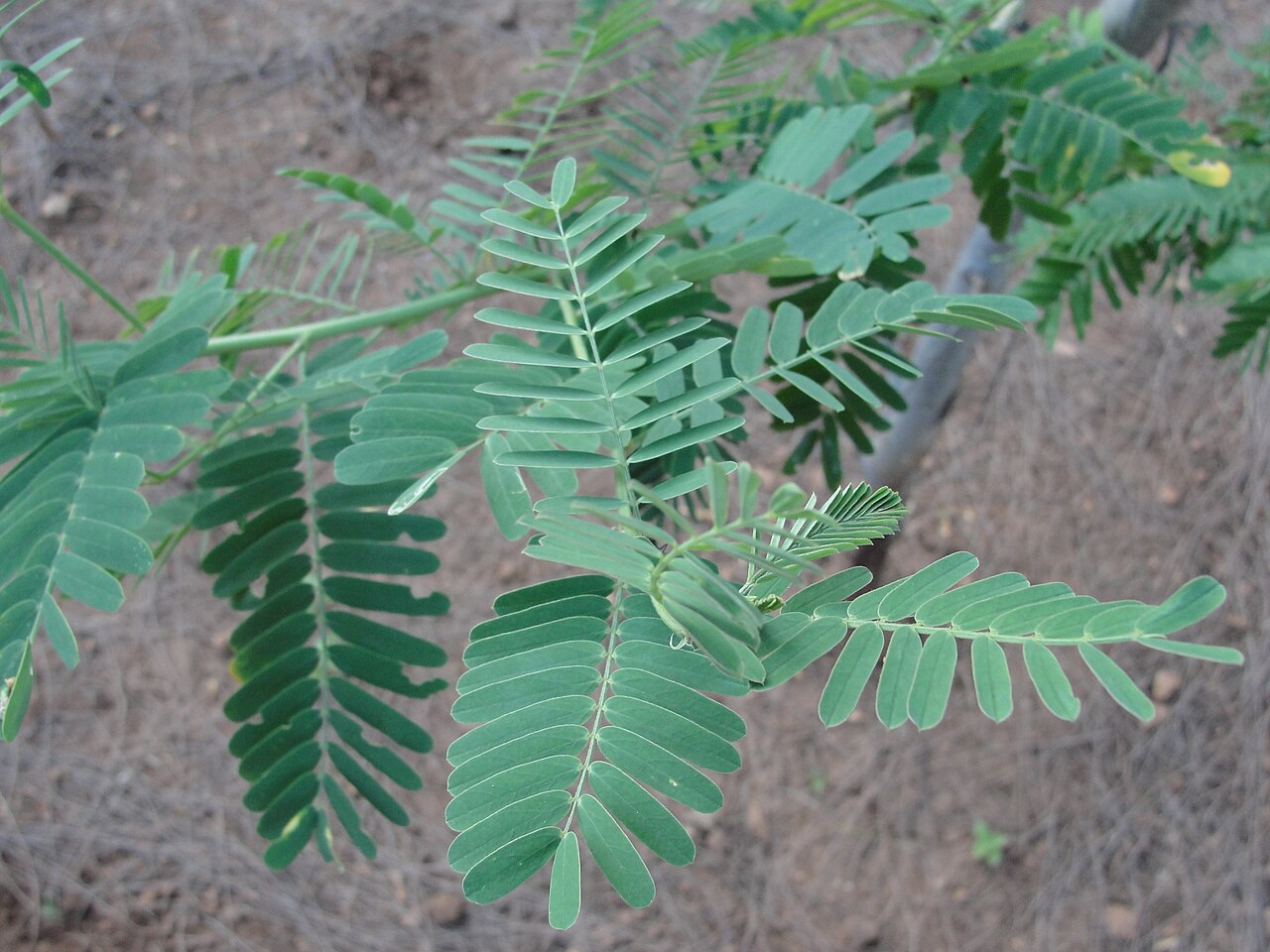 Egyptian riverhemp: This media file was uploaded as a part of the TamilWiki Media Contest .