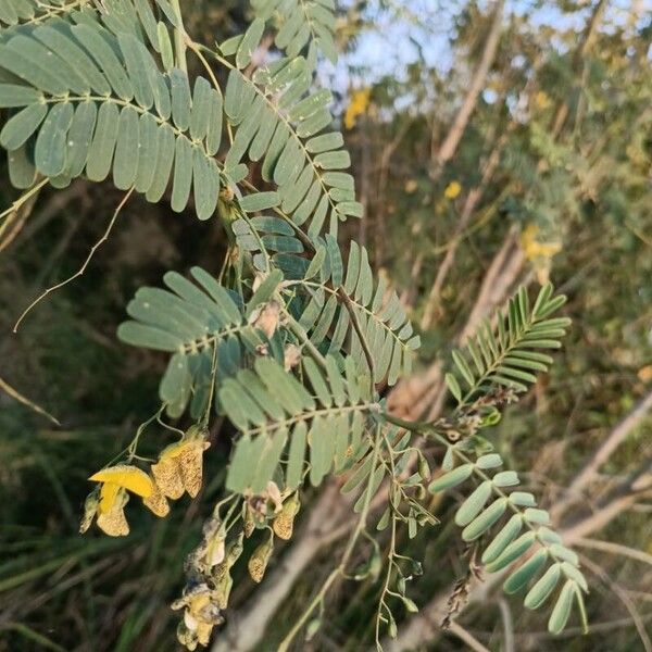 Egyptian riverhemp (Sesbania sesban)