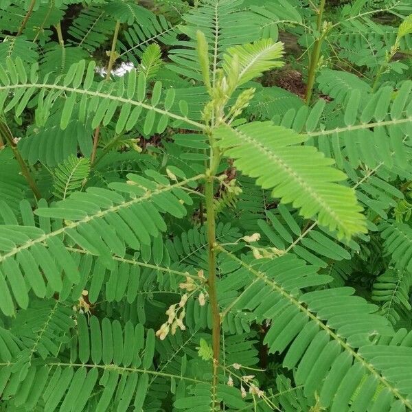 Egyptian riverhemp (Sesbania sesban)