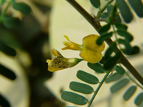 Egyptian riverhemp: Fabaceae (pea, or legume family) » Sesbania sesban ses-BAN-ee-uh -- an old Arabic name commonly known as : common sesban, Egyptian rattle pod, Egyptian riverhem