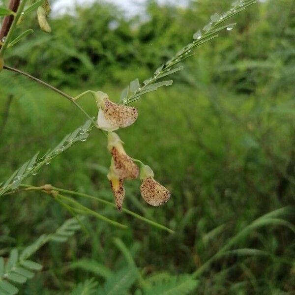 Egyptian riverhemp (Sesbania sesban)