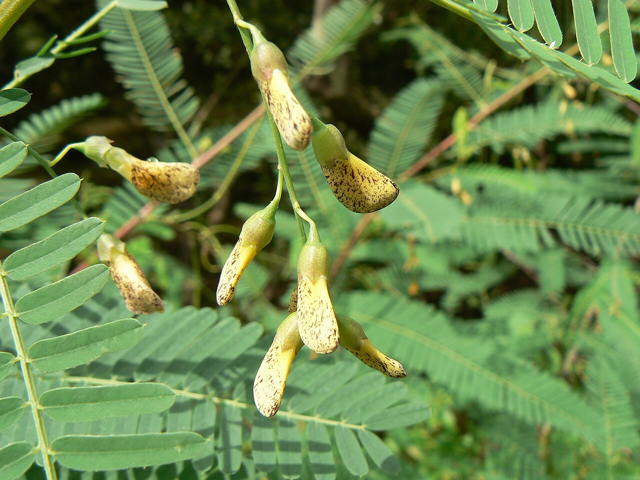 Egyptian riverhemp: Sesbania sesban flowers.