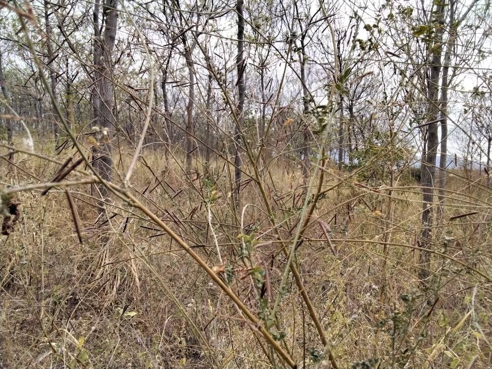Egyptian riverhemp (Sesbania sesban)