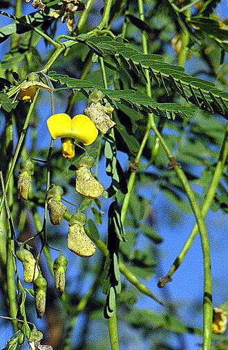 Egyptian riverhemp: Native to eastern Africa, and known as Egyptian River Hemp. Widely planted as forage and naturalized. Photo from near Mbyea, Tanzania. Known as Jayanti in Indon