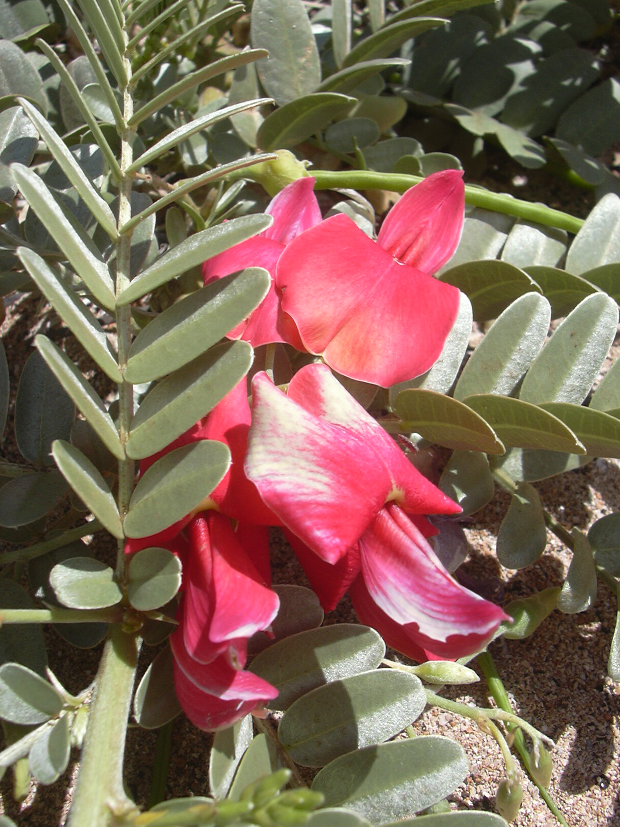 Oahu riverhemp: Sesbania tomentosa (flowers). Location: Maui, Kanaha Beach
