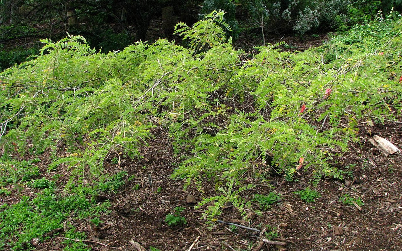 Oahu riverhemp: ʻOhai Fabaceae Endemic to the Hawaiian Islands Endangered A medium shrub form. Origin: Polihale, Kauaʻi Kauaʻi (Cultivated) nativeplants.hawaii.edu/plant/view/S