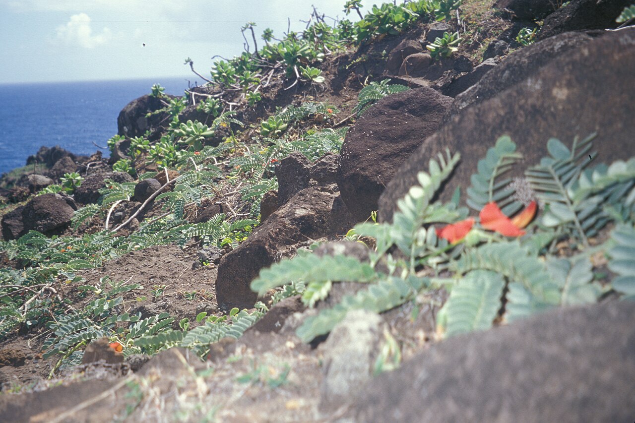 Oahu riverhemp: Sesbania tomentosa (flowering habit). Location: Maui, Papanalahoa