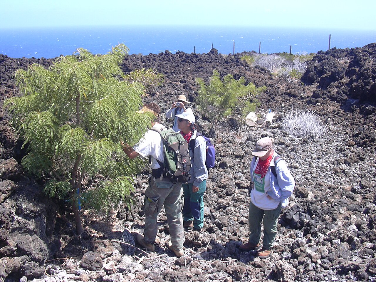 Oahu riverhemp: Sesbania tomentosa (habit with Diana Mike Kim and Penny). Location: Maui, Kanaio