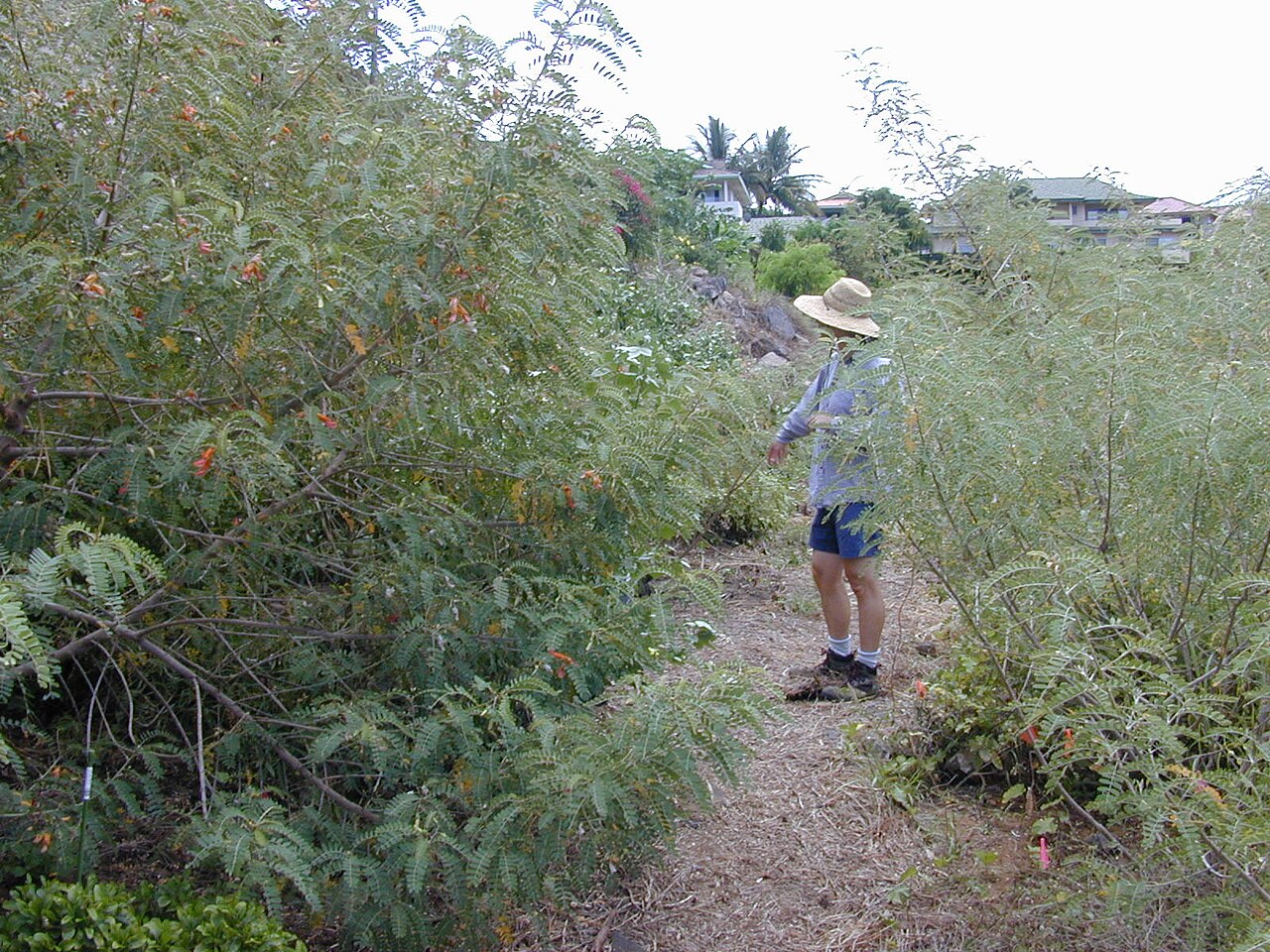 Oahu riverhemp: Sesbania tomentosa (Lots with Lee). Location: Maui, LiiLioholo Gulch Kihei