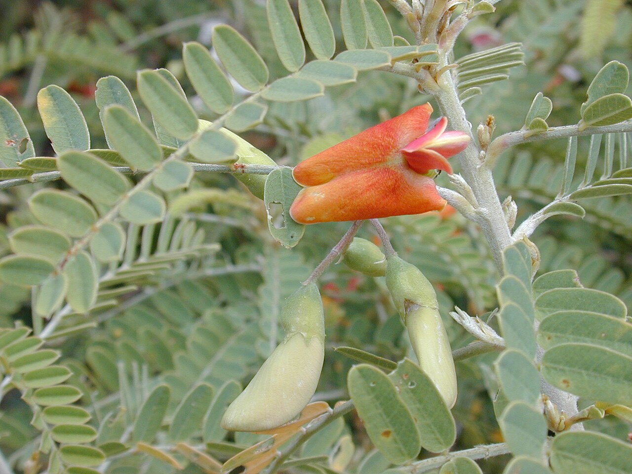 Oahu riverhemp: Sesbania tomentosa (leaves and flower). Location: Maui, LiiLioholo Gulch Kihei