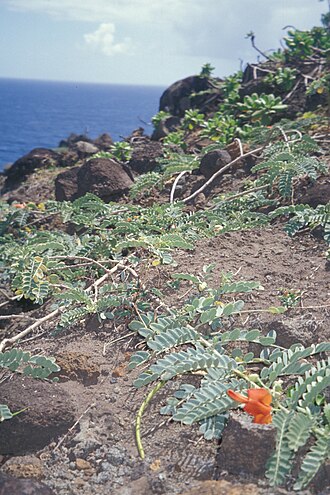 Oahu riverhemp: Sesbania tomentosa (flowers and pods). Location: Maui, Papanalahoa