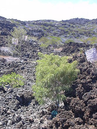 Oahu riverhemp: Sesbania tomentosa (habit). Location: Maui, Kanaio