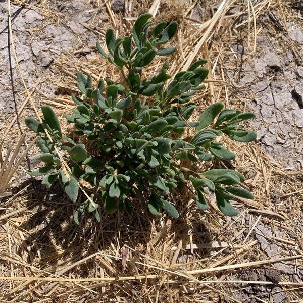 Shoreline seapurslane (Sesuvium portulacastrum)