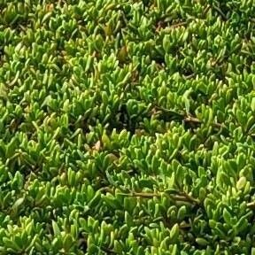 Shoreline seapurslane (Sesuvium portulacastrum)