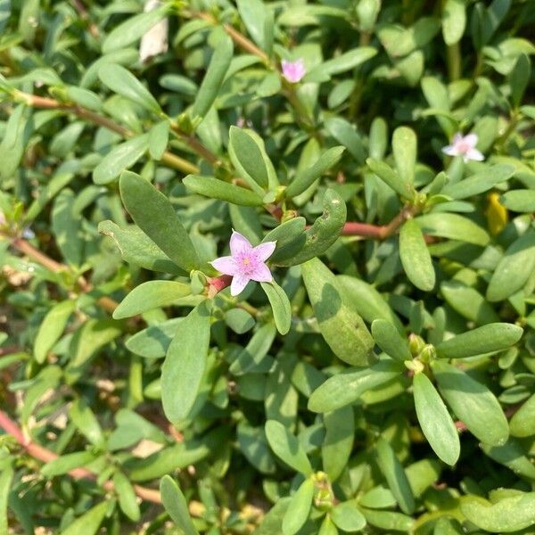 Shoreline seapurslane (Sesuvium portulacastrum)
