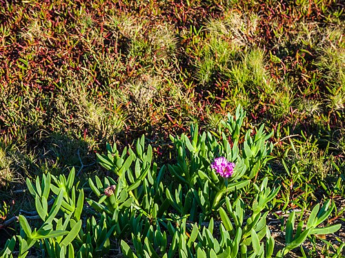 Shoreline seapurslane: Carpobrotus glaucescens, commonly known as pigface, is a succulent coastal groundcover native to subtropical and temperate eastern Australia. It grows on the fo
