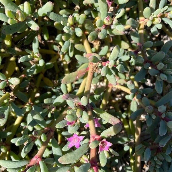 Shoreline seapurslane (Sesuvium portulacastrum)
