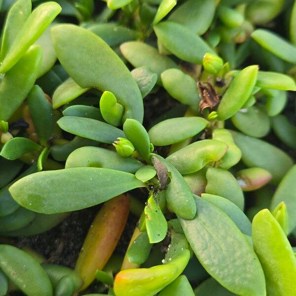 Shoreline seapurslane (Sesuvium portulacastrum)