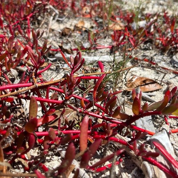Shoreline seapurslane (Sesuvium portulacastrum)