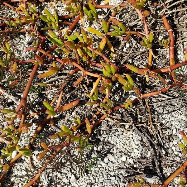 Shoreline seapurslane (Sesuvium portulacastrum)