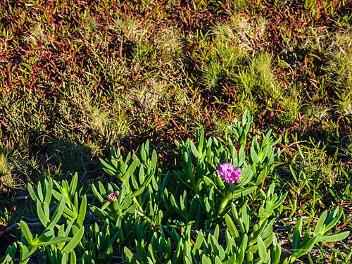 Shoreline seapurslane: Carpobrotus glaucescens, commonly known as pigface, is a succulent coastal groundcover native to subtropical and temperate eastern Australia. It grows on the fo