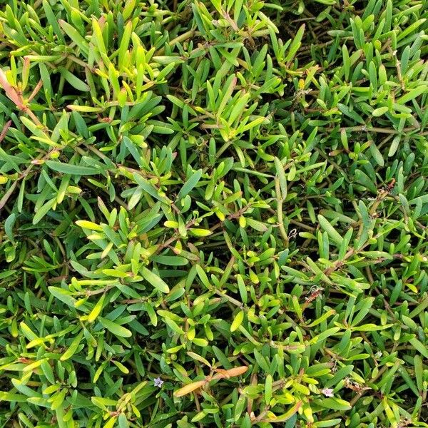Shoreline seapurslane (Sesuvium portulacastrum)
