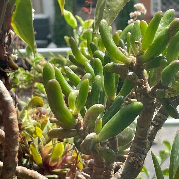Shoreline seapurslane (Sesuvium portulacastrum)